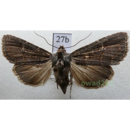 Mesapamea secalis (Linnaeus, 1758) Czech27b